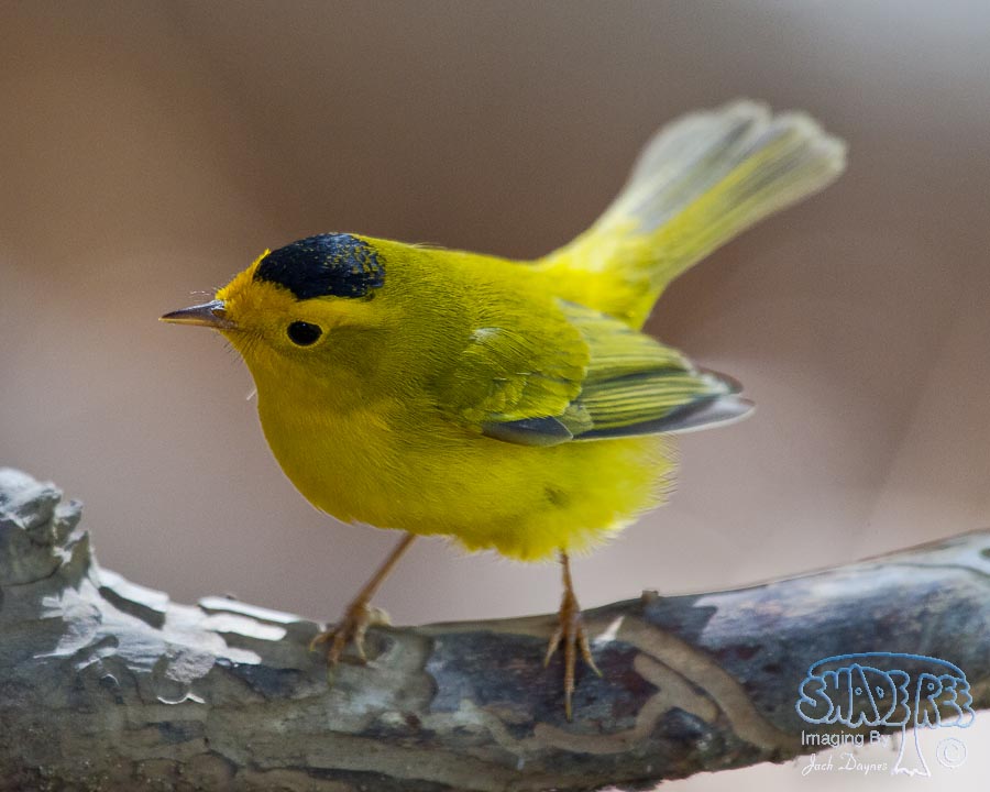 Wilson's Warbler - Cardellina pusilla