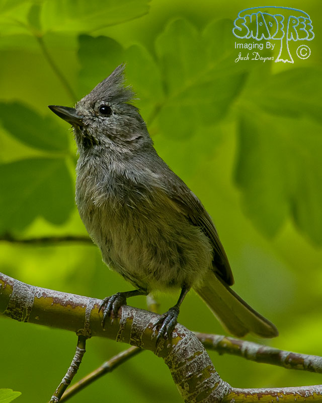 Juniper Titmouse - Baeolophus ridgwayi