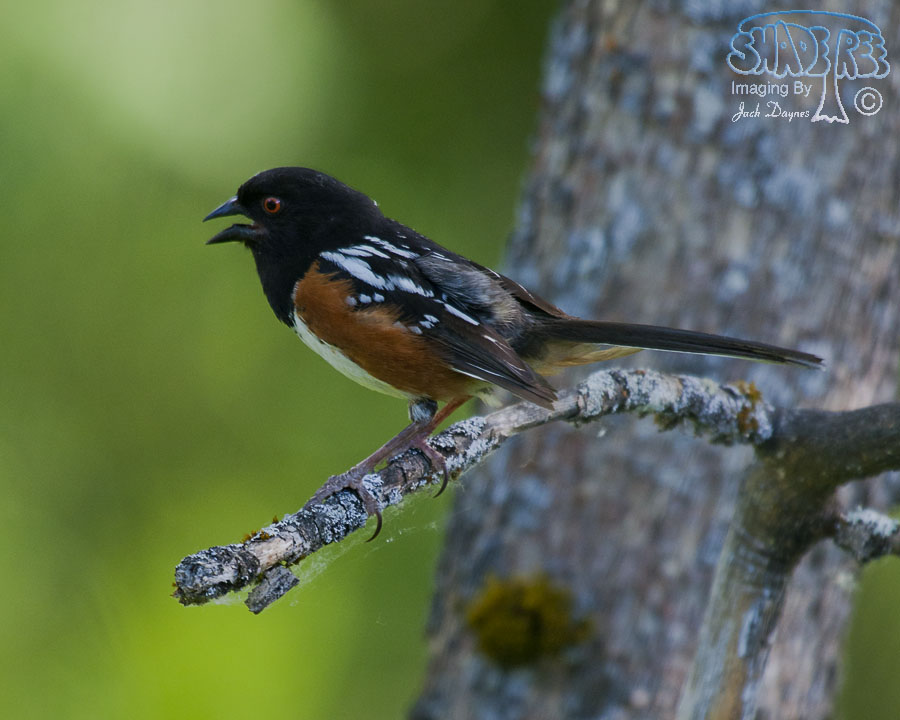 Spotted Towhee - Pipilo maculatus