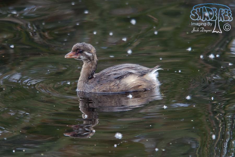Pied-Billed Grebe - Podilymbus podiceps