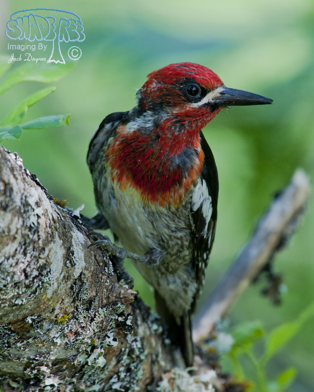 Red-Breasted Sapsucker - Sphyrapicus ruber