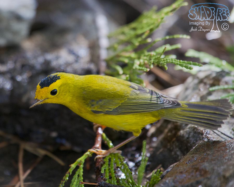 Wilson's Warbler - Cardellina pusilla