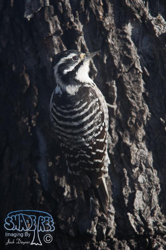 Nuttall's Woodpecker - Dryobates nuttallii