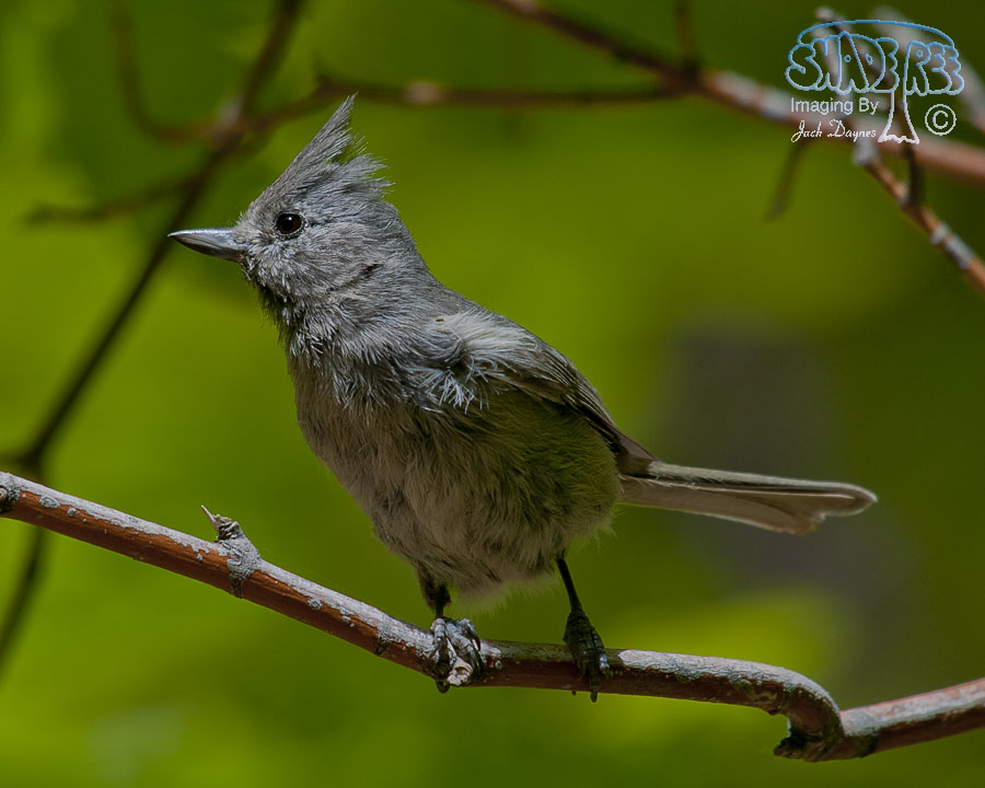 Juniper Titmouse - Baeolophus ridgwayi