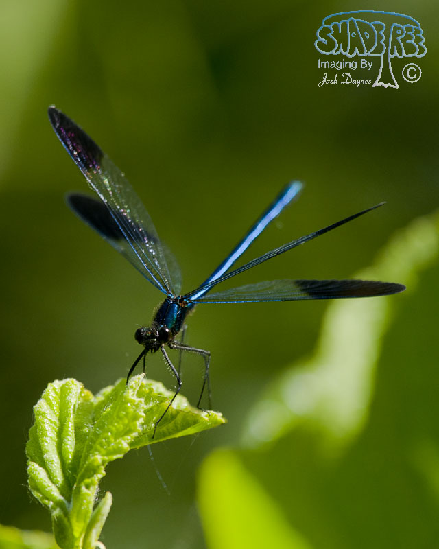 River Jewelwing - Calopteryx aequabilis