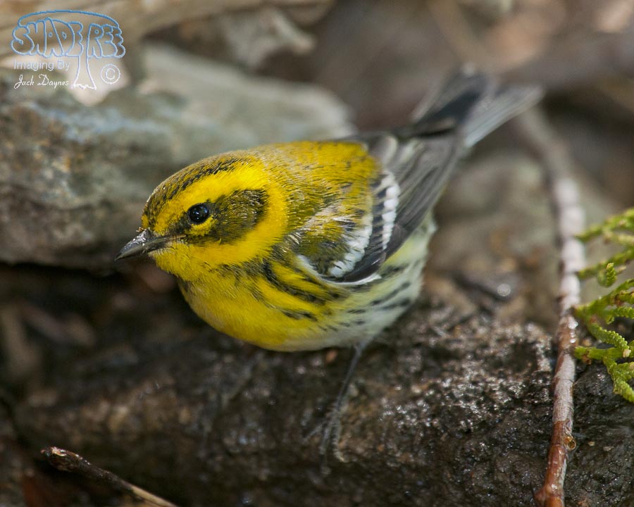 Townsend's Warbler - Setophaga townsendi