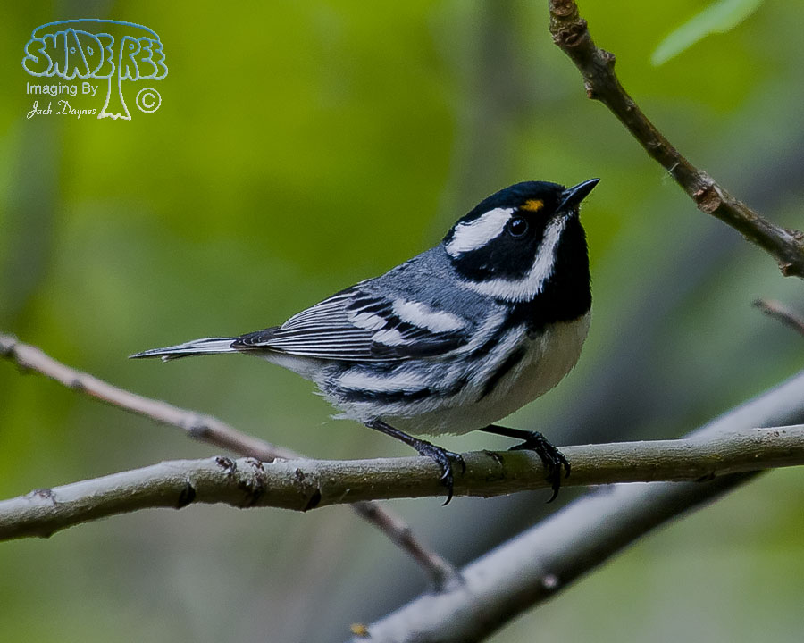 Black-Throated Gray Warbler - Setophaga nigrescens