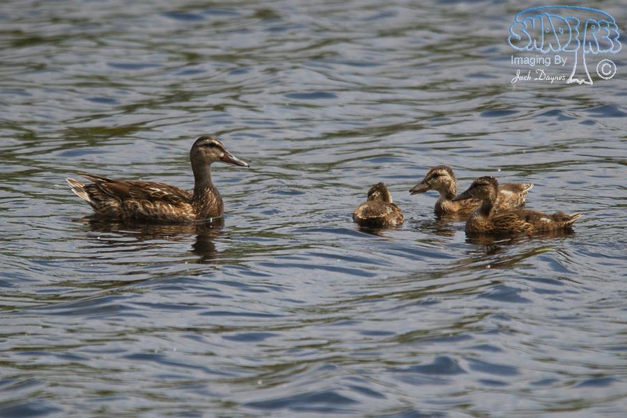 Mallard - Anas platyrhynchos