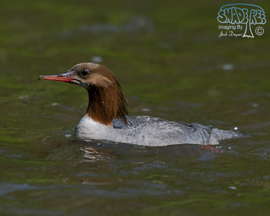Common Merganser - Mergus merganser