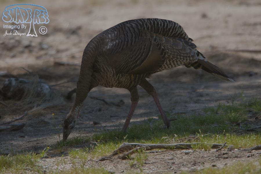 Wild Turkey - Meleagris gallopavo