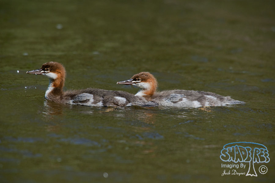 Common Merganser - Mergus merganser