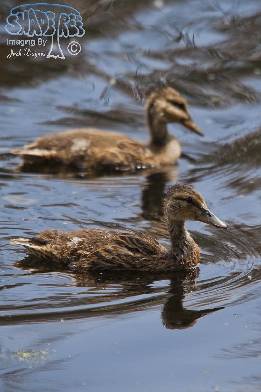 Mallard - Anas platyrhynchos