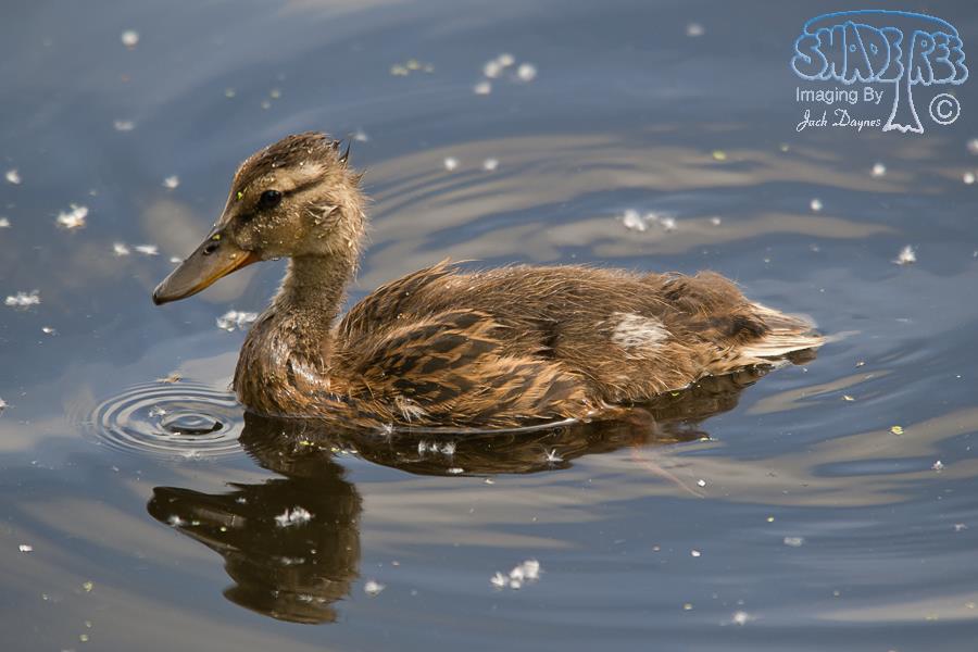 Mallard - Anas platyrhynchos