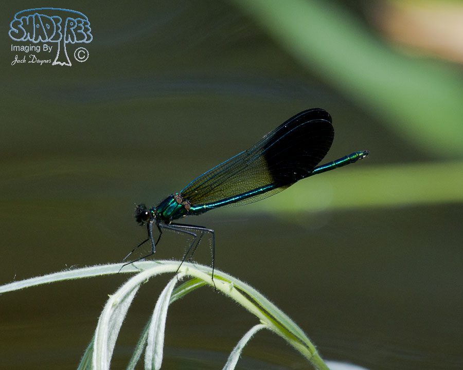 River Jewelwing - Calopteryx aequabilis
