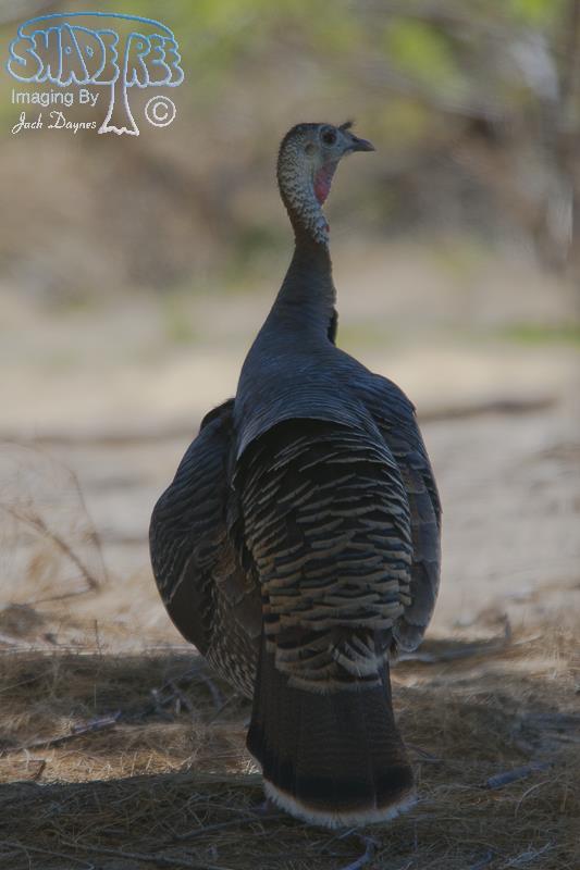 Wild Turkey - Meleagris gallopavo