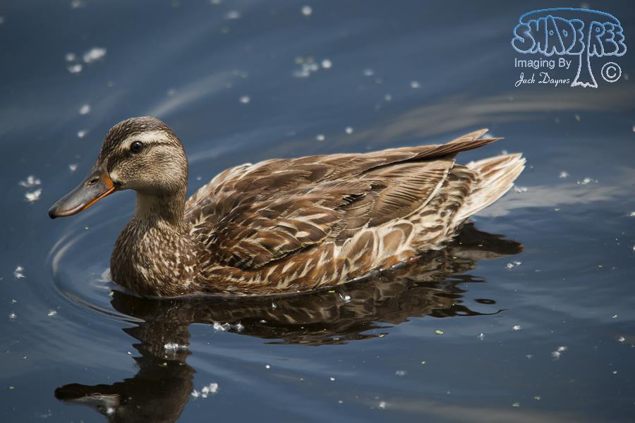 Mallard - Anas platyrhynchos
