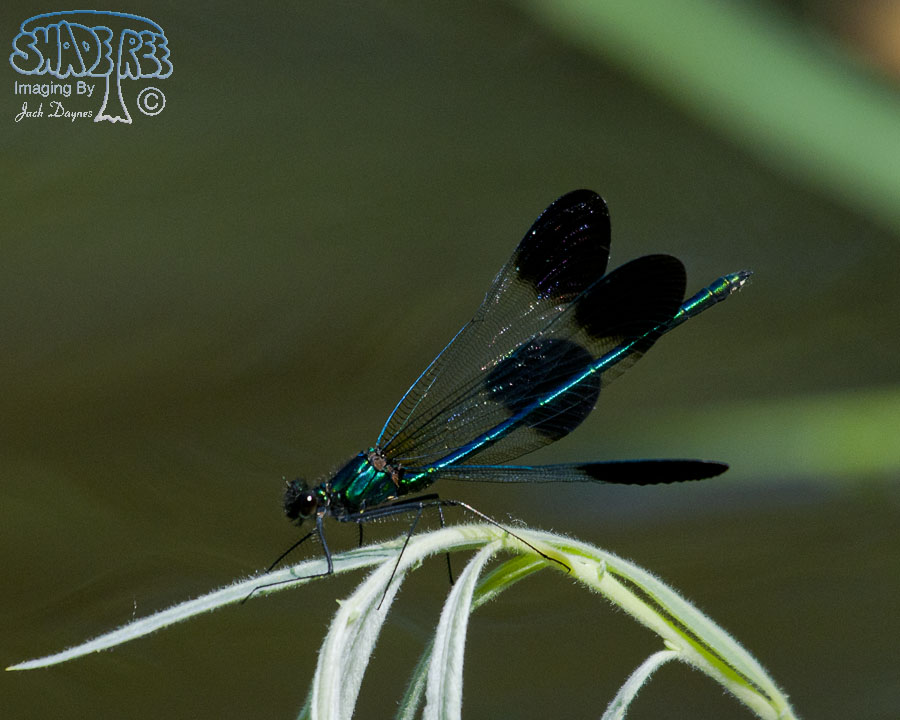 River Jewelwing - Calopteryx aequabilis