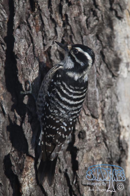 Nuttall's Woodpecker - Dryobates nuttallii