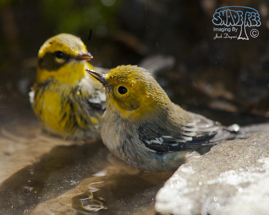 Hermit Warbler - Setophaga occidentalis