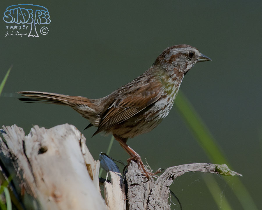 Song Sparrow - Melospiza melodia