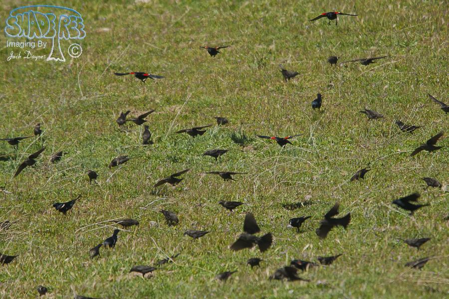Tricolored Blackbird - Agelaius tricolor