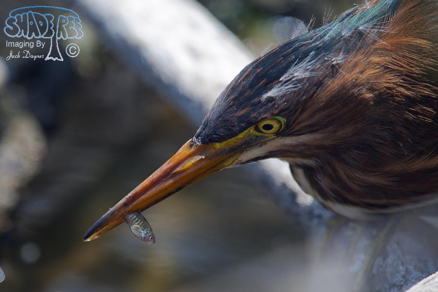 Green Heron - Butorides virescens
