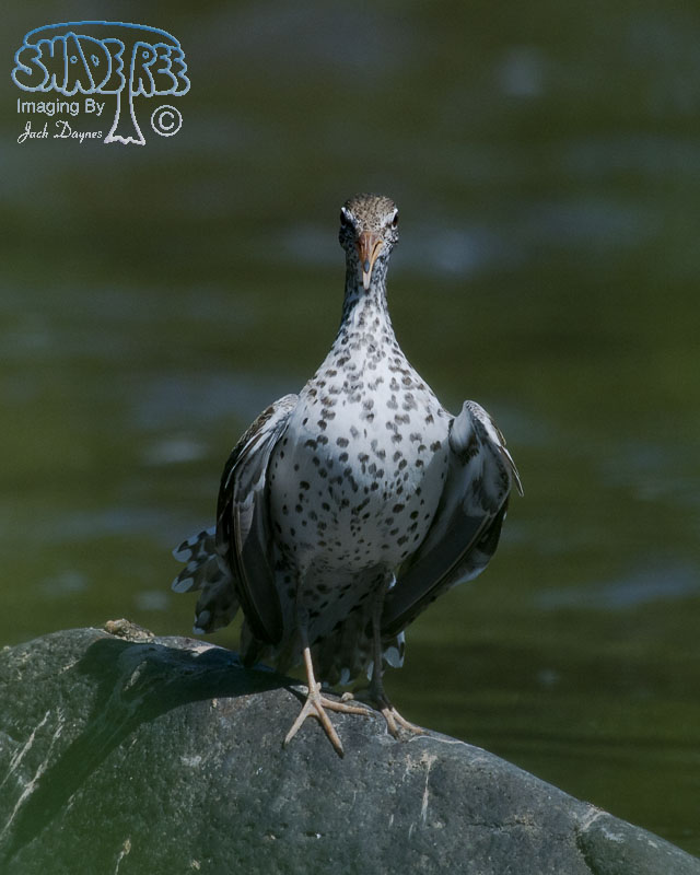 Spotted Sandpiper - Tringa macularia