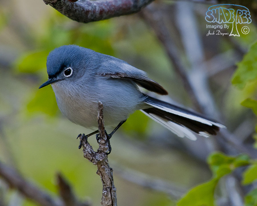 Blue-Gray Gnatcatcher - Polioptila caerulea