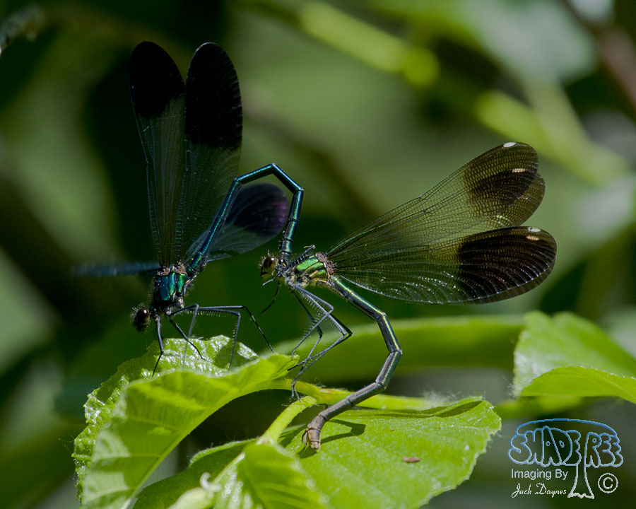 River Jewelwing - Calopteryx aequabilis
