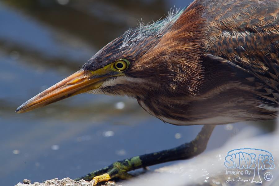 Green Heron - Butorides virescens