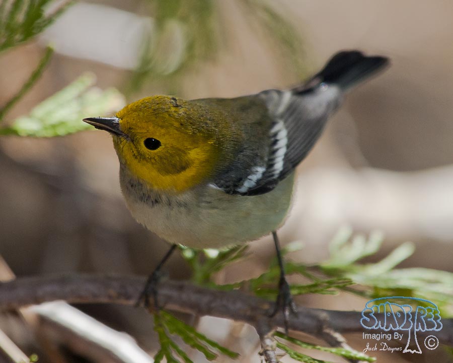 Hermit Warbler - Setophaga occidentalis