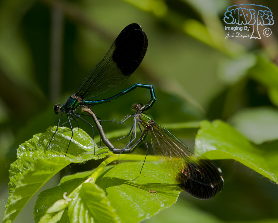 River Jewelwing - Calopteryx aequabilis