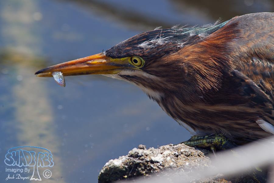 Green Heron - Butorides virescens