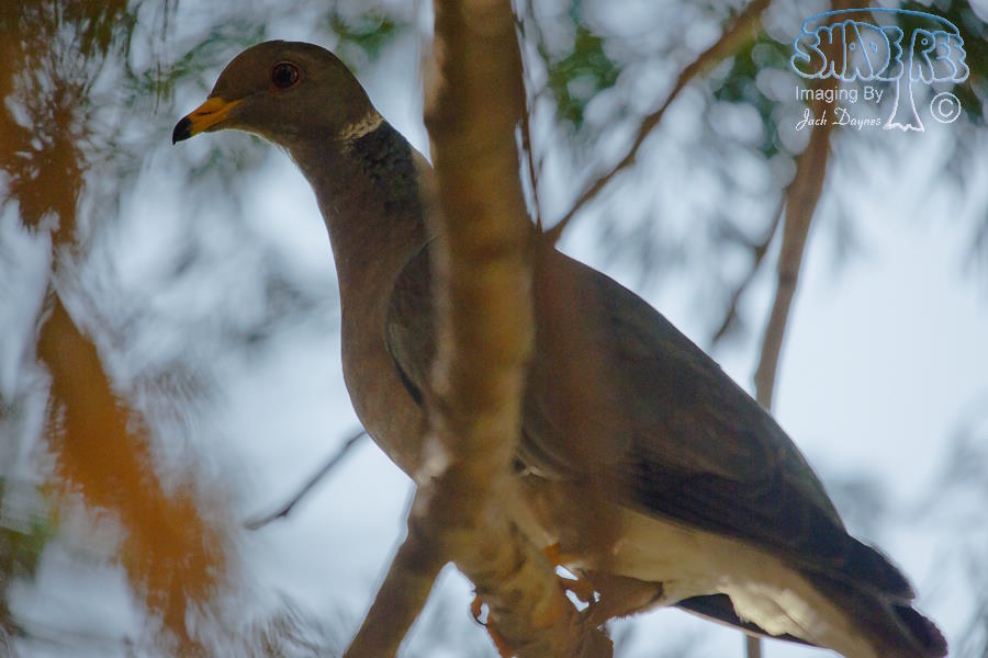 Band-Tailed Pigeon - Columba fasciata