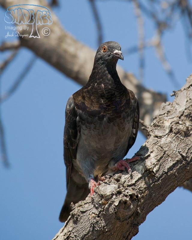 Rock Pigeon - Columba livia