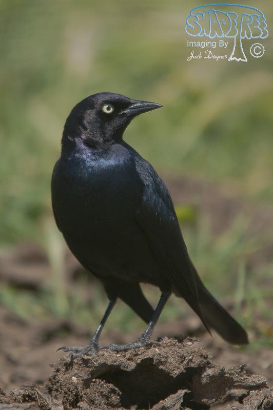 Brewer's Blackbird - Euphagus cyanocephalus