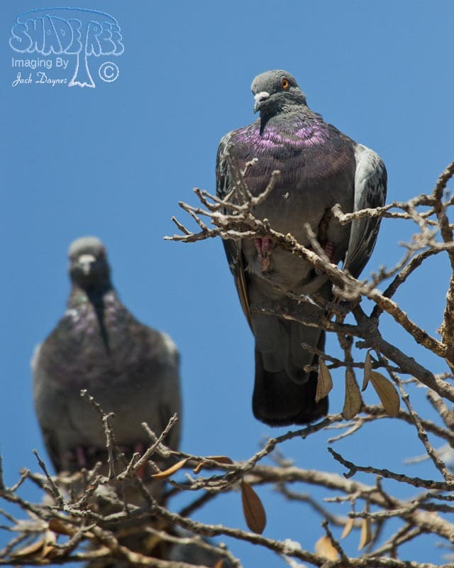 Rock Pigeon - Columba livia