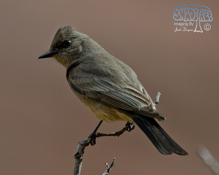 Say's Phoebe - Sayornis saya