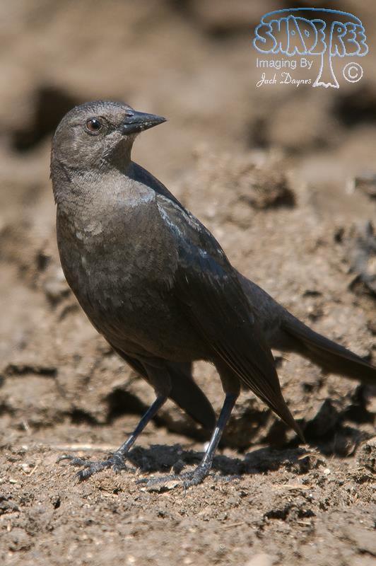 Brewer's Blackbird - Euphagus cyanocephalus
