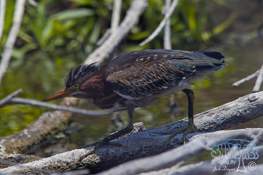 Green Heron - Butorides virescens