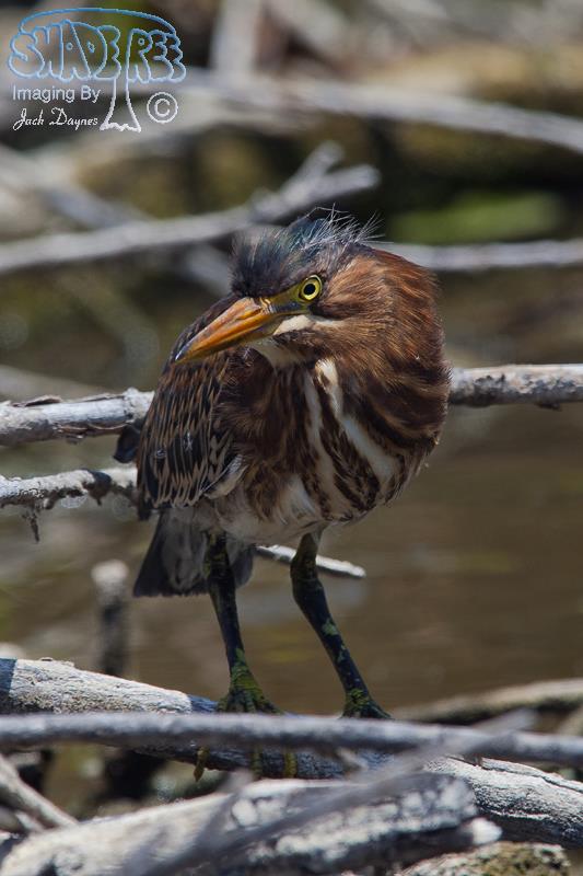 Green Heron - Butorides virescens
