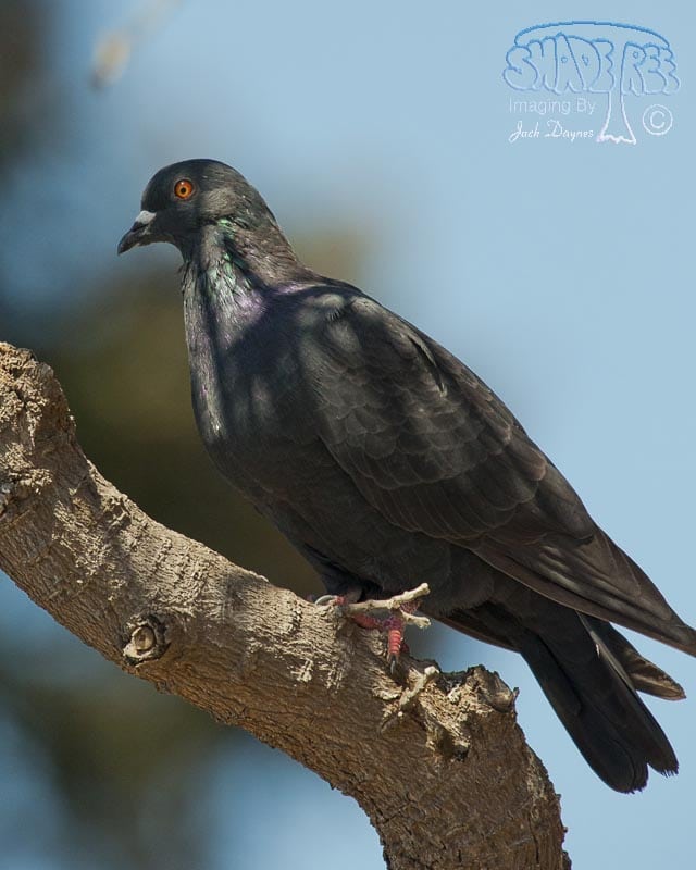 Rock Pigeon - Columba livia