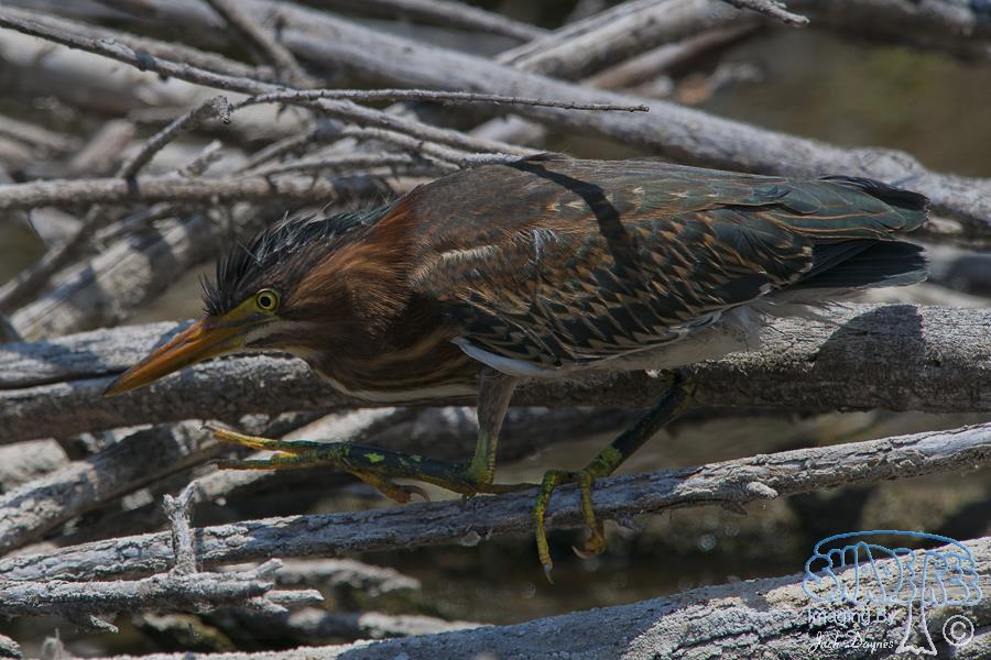 Green Heron - Butorides virescens