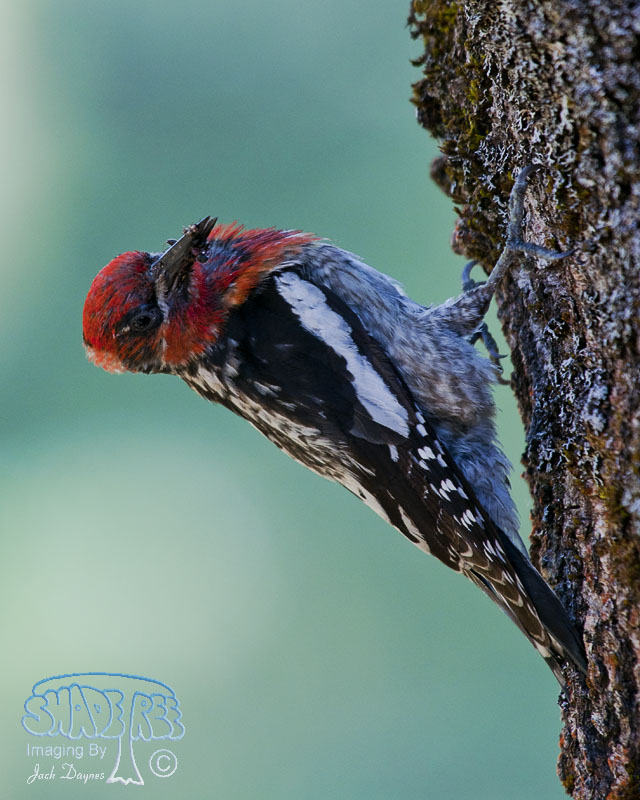 Red-Breasted Sapsucker - Sphyrapicus ruber