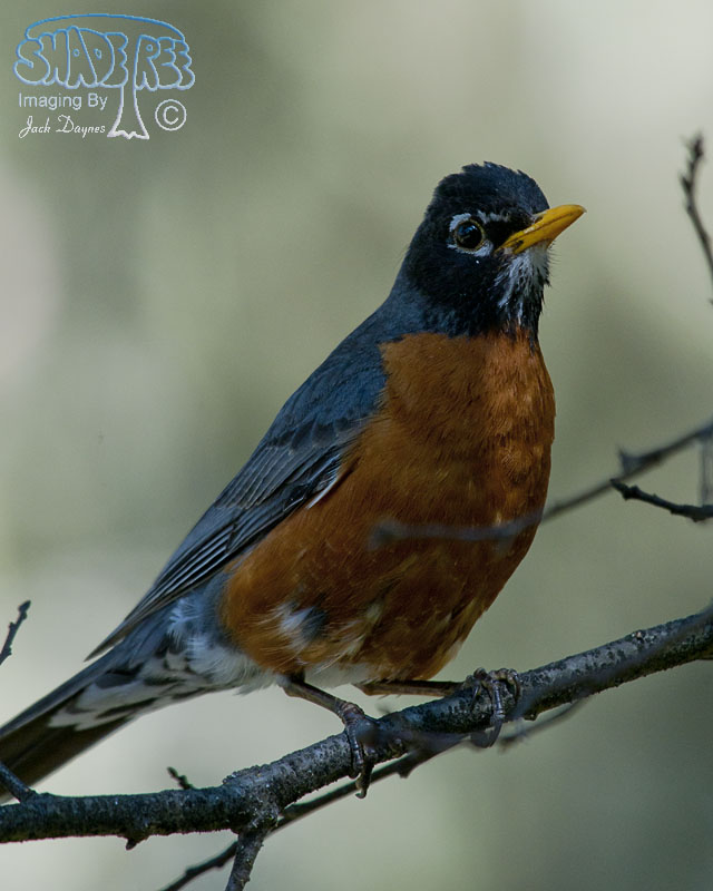 American Robin - Turdus migratorius