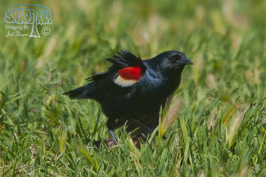 Tricolored Blackbird - Agelaius tricolor