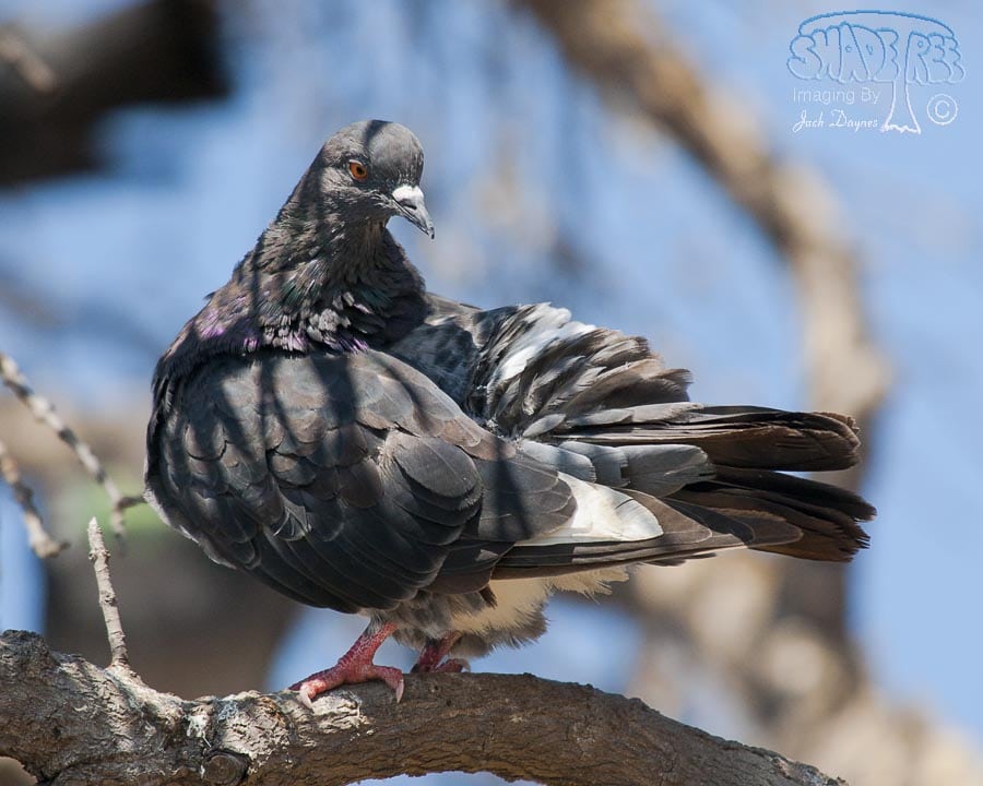 Rock Pigeon - Columba livia