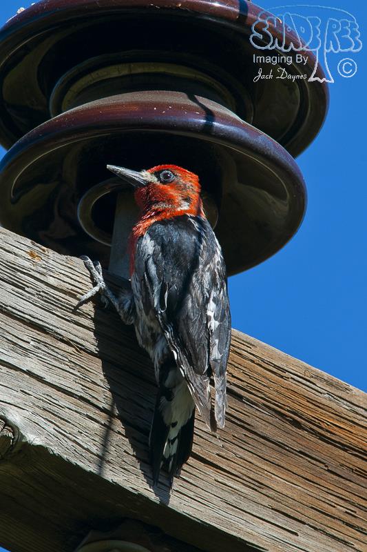 Red-Breasted Sapsucker - Sphyrapicus ruber