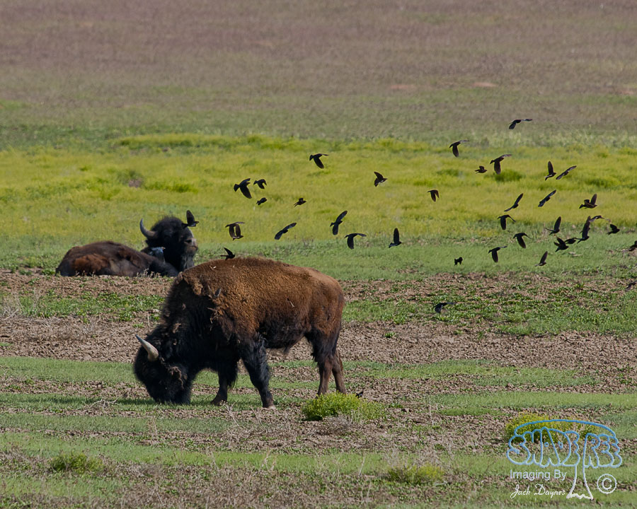 Birds and Bison - Myiarchus cinerascens