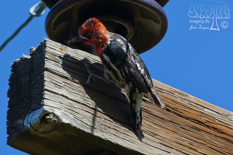 Red-Breasted Sapsucker - Sphyrapicus ruber